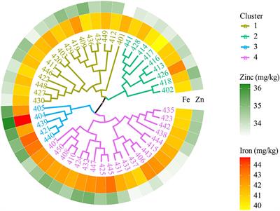 Variation in Grain Zinc and Iron Concentrations, Grain Yield and Associated Traits of Biofortified Bread Wheat Genotypes in Nepal